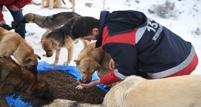 Ankara Büyükşehir Belediyesi sokak hayvanları için ilk kez hizmet içi eğitim çalışması başlattı