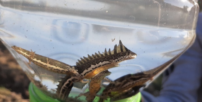 Köylüleri heyecanlandıran görüntü!