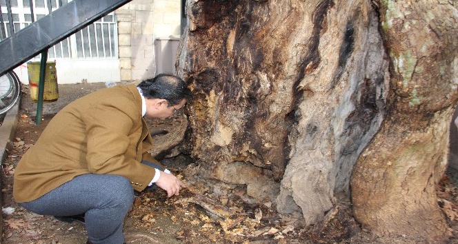 400 yıllık anıt ağaç kurtarılabilecek