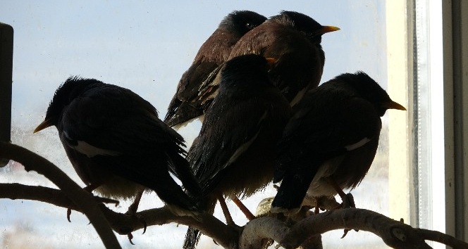 Van’da ele geçirilen Çiğdeci kuşları hayvanat bahçesine gönderilecek