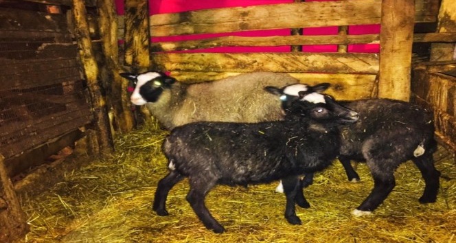 Giresun’da "Ramanov" koyunları çoğalıyor