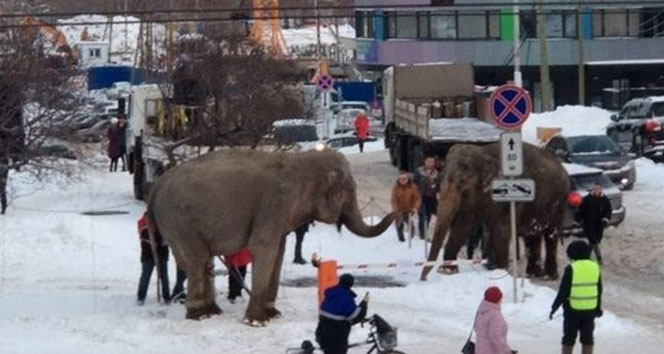 Rusya&#039;da sirkten kaçan filler ortalığı birbirine kattı