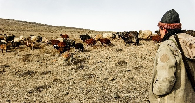 Ardahan’da kış ayında sıcak hava çiftçiye ekonomik kazanç sağlıyor