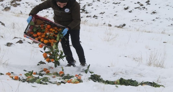 Iğdır’da av ve yaban hayvanları için doğaya 115 kilogram yem bırakıldı