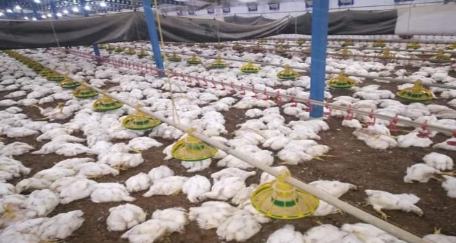 Sakarya’da havalandırma fanları arızalanan çiftlikte 27 bin 500 tavuk telef oldu