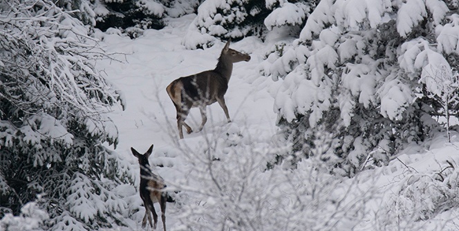 Karla kaplı ormanda drone ile geyikleri böyle görüntülediler