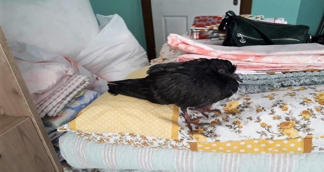 Kurtardığı güvercinle yatağını paylaştı