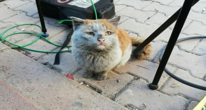 Depremzede kediye Antalya Büyükşehir eli