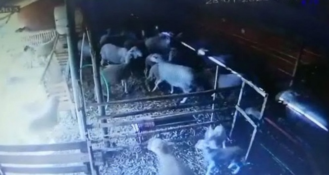 Koyunların depreme tepkisi güvenlik kamerasında
