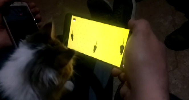 Kedinin cep telefonundan fare ile oyunu kahkahaya boğdu