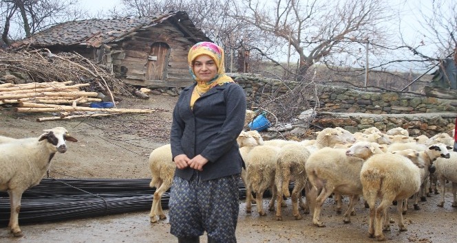 Genç kadın, 19 yaşında aldığı devlet desteğiyle 3 yıldır hayvancılık yapıyor