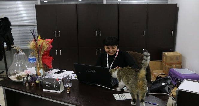 Soğuktan etkilenen kedilere Bolu Belediyesi kapılarını açtı