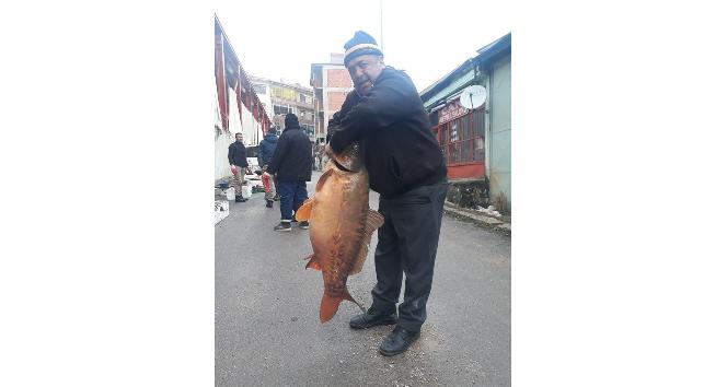 Savcılı barajından 25 kiloluk sazan balığı çıktı