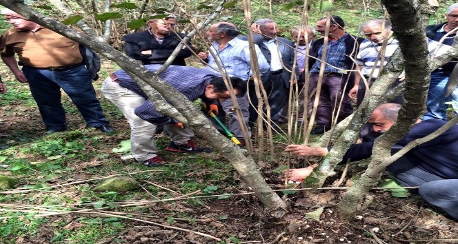 Şahin:  “Fındıkta bol ürün almanın yolu budamadan geçiyor”