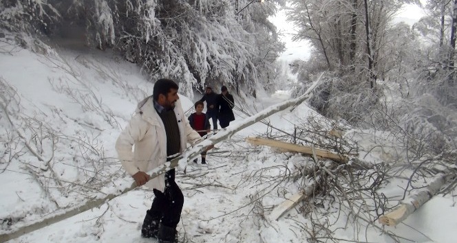Ahlat’ta aşırı kar ağaçları devirdi, elektrik tellerini kopardı