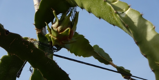 Kardeşi gönderdi, tarlasına ekti! Şimdi siparişlere yetişemiyor