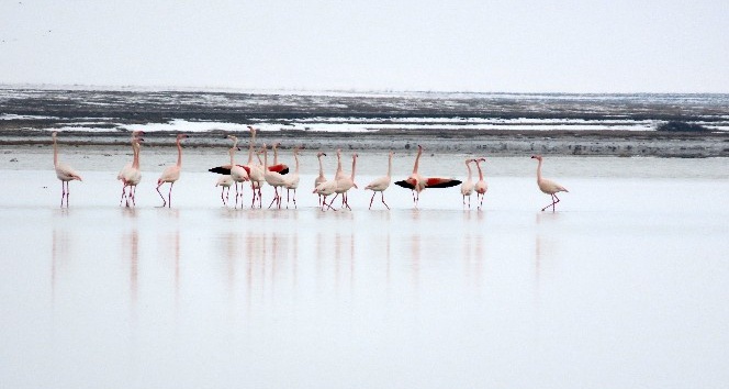 Turnalar, Seyfe’de görsel şölen oluşturdu