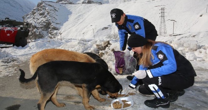 Hakkari polisinden sokak hayvanlarına mama desteği