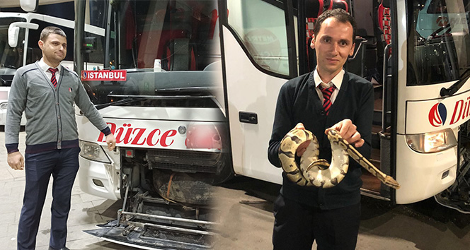 Yolcu otobüsünde valizden kaçan piton paniğe neden oldu