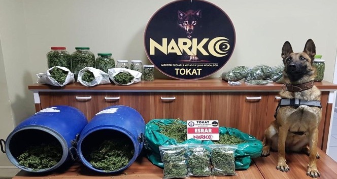 Tokat’ta esrar operasyonu, 1 kişi cezaevine gönderildi