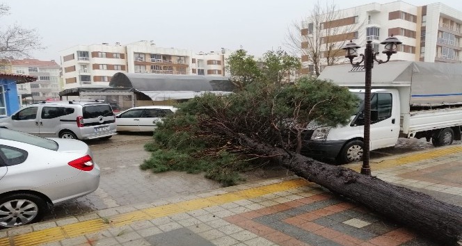 Çanakkale’de fırtına çam ağacını devirdi, 2 araç hasar gördü