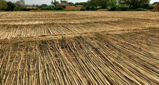 Kenevir üretimi izni için son gün 1 Nisan
