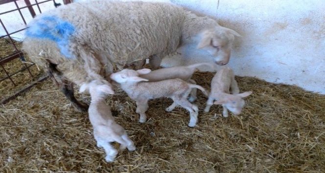 Ziraat Fakültesi Çiftliğinde koyun üretim verimliliği artıyor