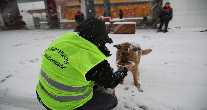 Altınordu Belediyesi sokak hayvanlarını unutmadı