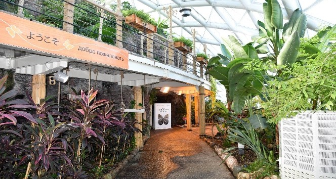 Tropikal Kelebek Bahçesi yenilenen yüzüyle kapılarını açıyor