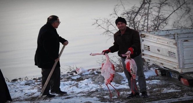 İvriz Barajı’nda 12 flamingo ölü bulundu