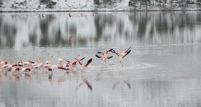 Konya’da 13 flamingo soğuktan öldü