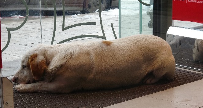 Soğukta üşüyen köpek mağazanın sıcak kliması altında uyuya kaldı
