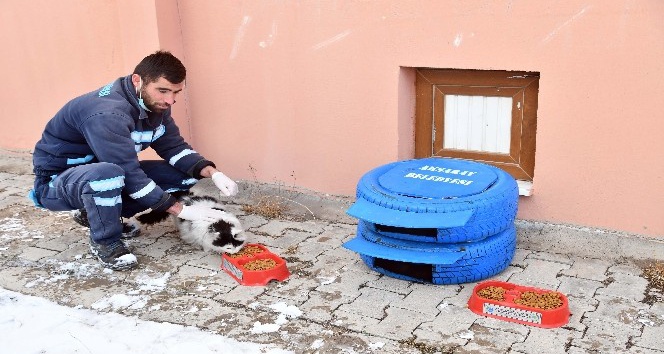 Aksaray Belediyesi sokak hayvanlarına sahip çıkıyor