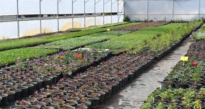 Aromatik bitki yetiştiriciliği kursu başvuruları başlıyor