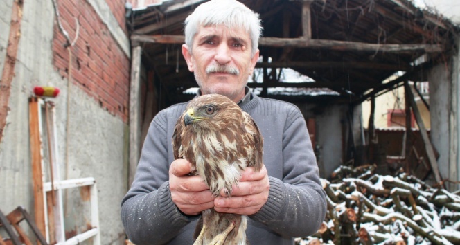 Yaralı kızıl şahine esnaf sahip çıktı