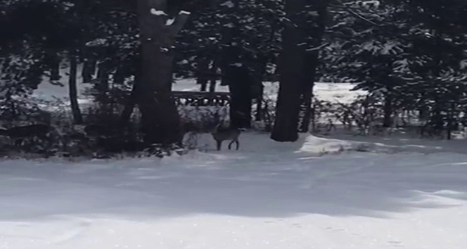 Karacalar doğal alanda görüntülendi