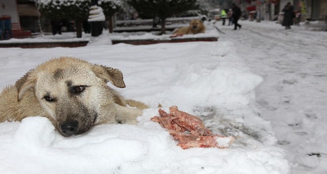 Mardin’de duyarlı vatandaş sokak köpeklerine et dağıttı