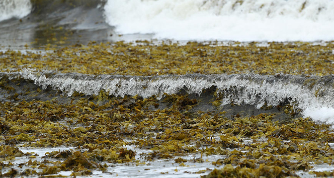 Sidney&#039;in ünlü plajını deniz yosunları kapladı
