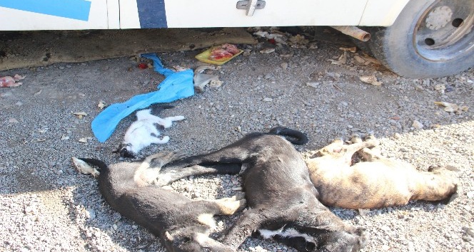 Bornova’da 9 köpek ve 2 kedi yavrusu zehirlenerek öldürüldü
