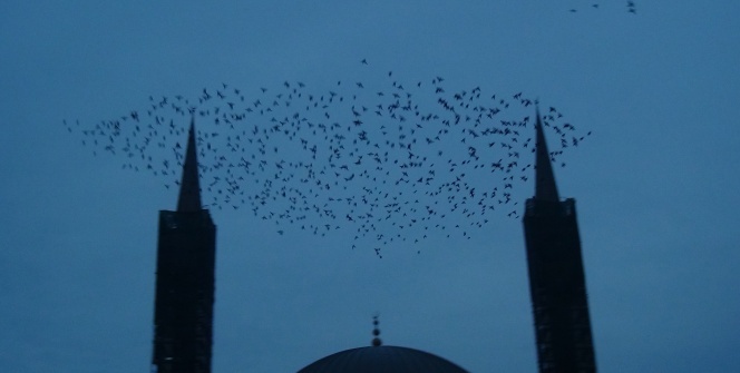 Sığırcık kuşlarının dansı hayran bıraktı