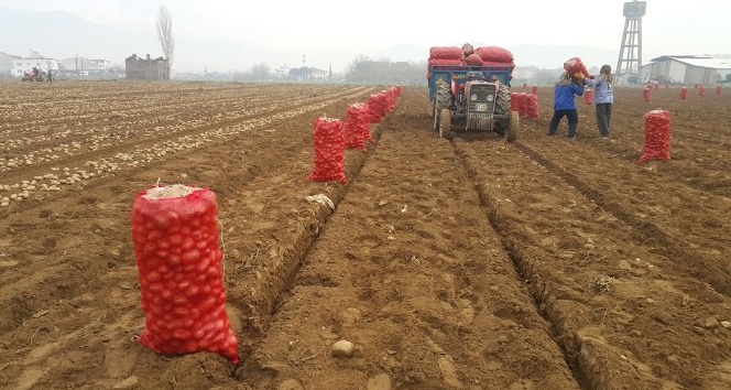 Adana’da dondu, Ödemişli üretici patatese yöneldi