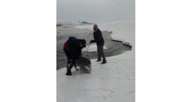 Murat Nehri’ne yemek aramaya giden kurt köpeği mahsur kaldı