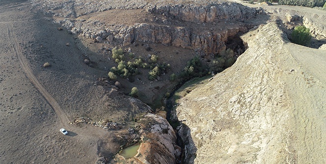 Dünyada nadir görülüyordu, koruma atına alındı