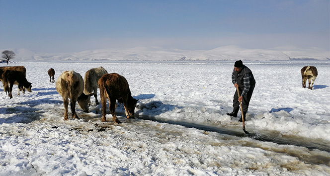 Göl yüzeyindeki buzu kırıp hayvanlarına su içiriyorlar