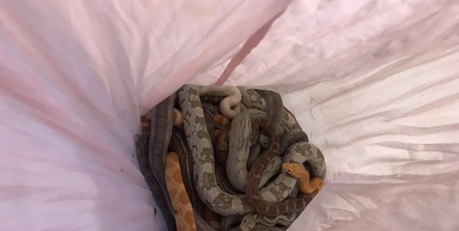 Yastık kılıfı içerisinde bırakılan yılanlar korkuttu