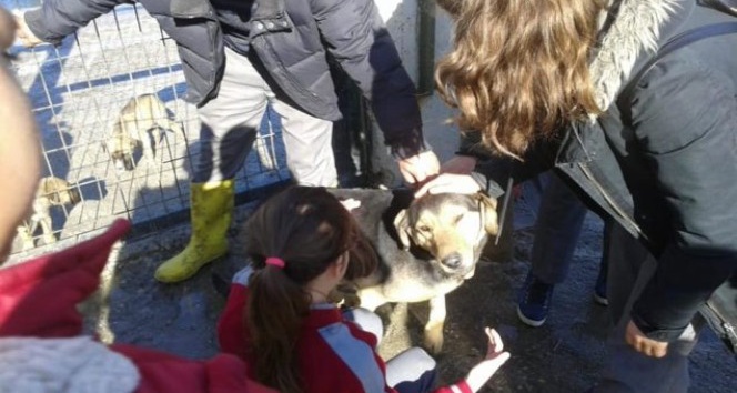 Taşköprü’de öğrenciler, hayvan barınağını ziyaret etti