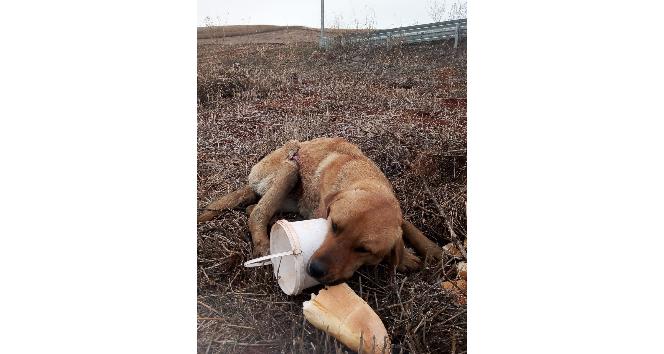 Yaralı köpeğe belediye sahip çıktı