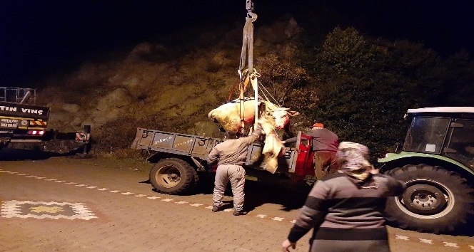 Uçurumda ağaca asılı kalan inek kurtarıldı