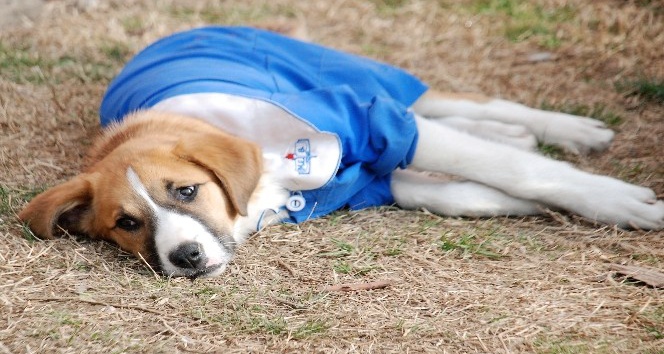 Sevimli köpek Fındık’a nazar değdi