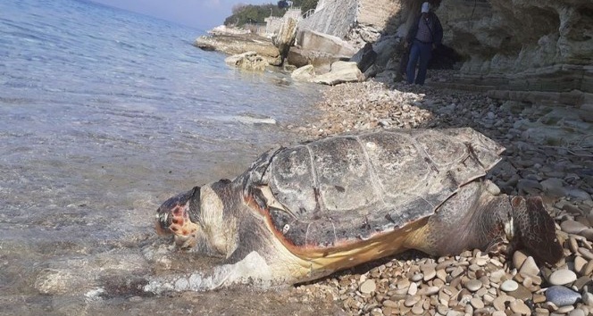 Ölü deniz kaplumbağası kıyıya vurdu